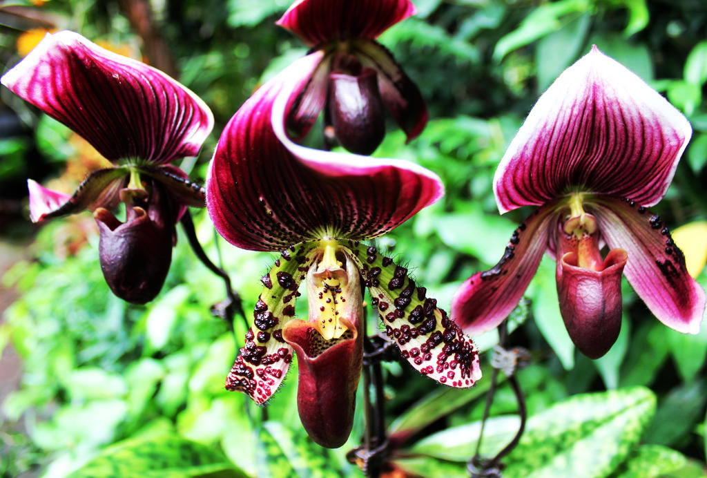 Beautiful Traps by Chulainn on DeviantArt