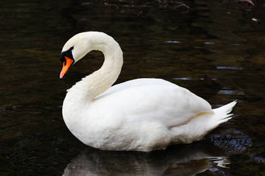 The Lady Of The Lake II