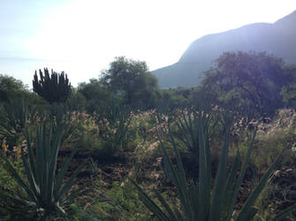 Wild Mezcales