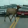 Who needs a crosswalk?