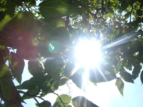 sunshine through tree