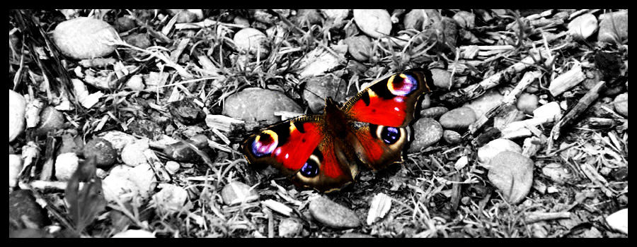 The red Butterfly