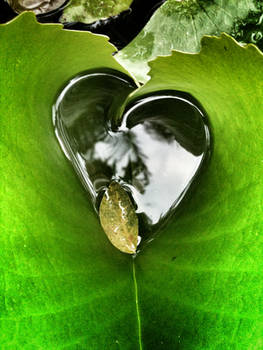 A heart shaped Leaf