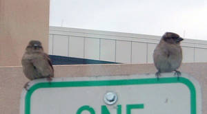 Birds On A Sign