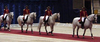 Lipizzaner II