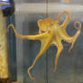 stocktopus