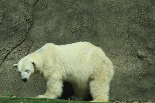 Polar Bear