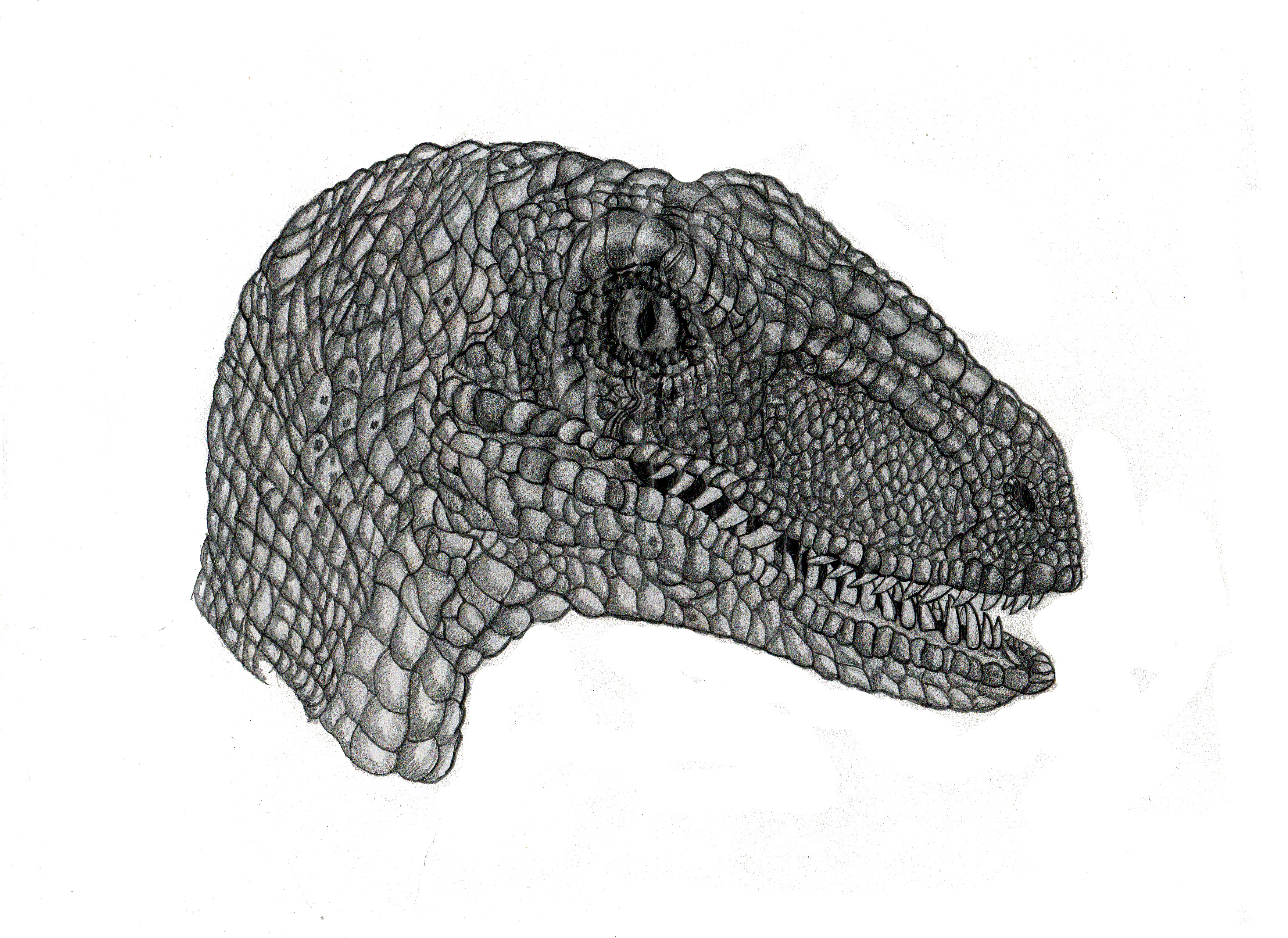 Велоцераптор рисунок карандашом