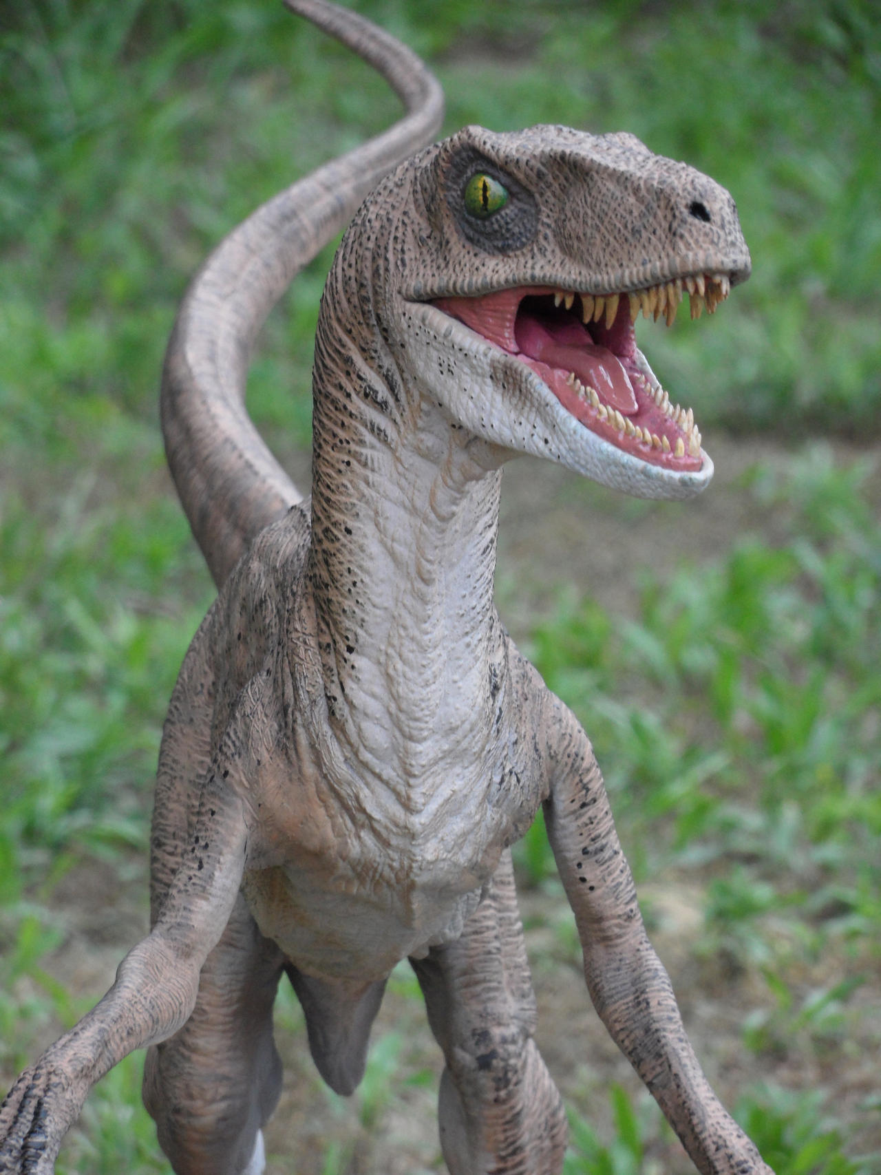 Authentic Raptor Face Velociraptor Smiling Head Dinosaur With Strange Head Lived On An