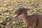 Jurassic Park Velociraptor 4