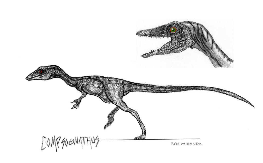 Compy by yankeetrex on DeviantArt