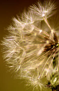 dandelion seed