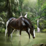 Forest Mare