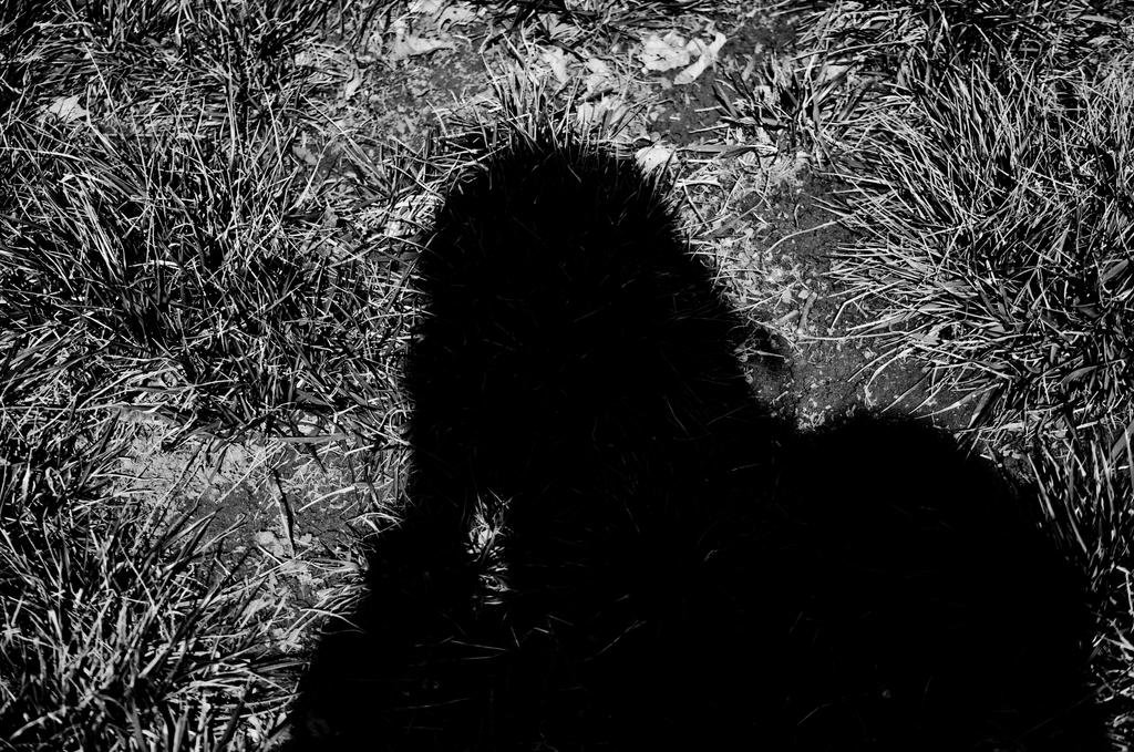 Shadow Portrait by IgnisAlpha on DeviantArt