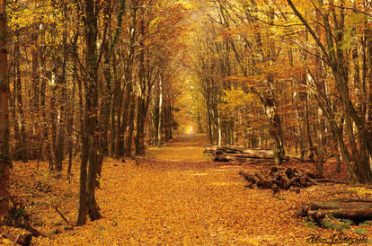 Forest in autumn