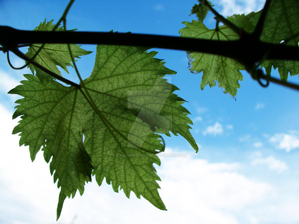 The Sky and the Plant