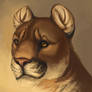 Mountain Lion Portrait