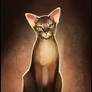 Diana. My abyssinian cat