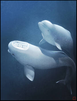 Beluga Whales