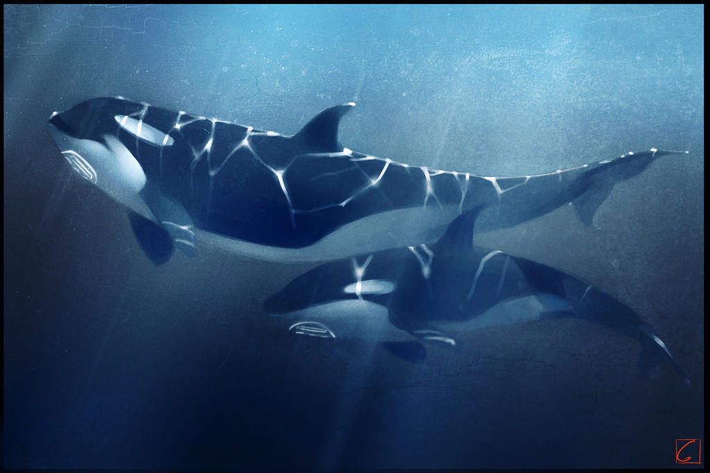 Láminas de animales  - Página 4 Orcas_by_gaudibuendia_d6zvvqa-fullview.jpg?token=eyJ0eXAiOiJKV1QiLCJhbGciOiJIUzI1NiJ9.eyJzdWIiOiJ1cm46YXBwOjdlMGQxODg5ODIyNjQzNzNhNWYwZDQxNWVhMGQyNmUwIiwiaXNzIjoidXJuOmFwcDo3ZTBkMTg4OTgyMjY0MzczYTVmMGQ0MTVlYTBkMjZlMCIsIm9iaiI6W1t7ImhlaWdodCI6Ijw9NjgzIiwicGF0aCI6IlwvZlwvNTk4MjAzYzItMDNhYy00NGFlLTlkMWMtNDZiNTdlMDY4MWYyXC9kNnp2dnFhLWE4MjE1MGMzLTNlMDMtNDkxZC05NjkyLTY2ZjI3NWEzYTMwZi5qcGciLCJ3aWR0aCI6Ijw9MTAyNCJ9XV0sImF1ZCI6WyJ1cm46c2VydmljZTppbWFnZS5vcGVyYXRpb25zIl19