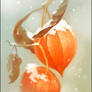 Physalis