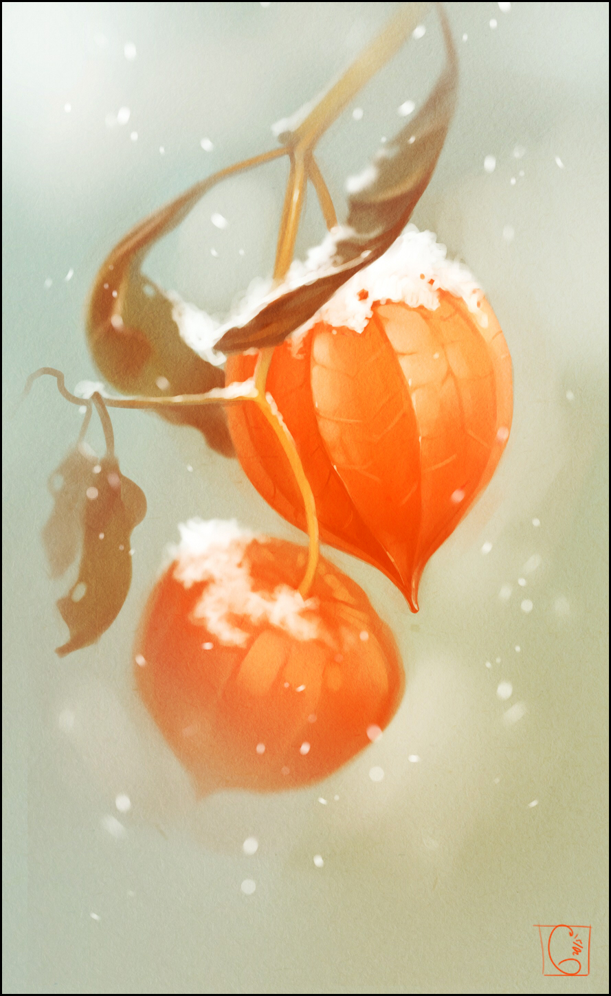 Physalis