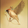 sparrow archer