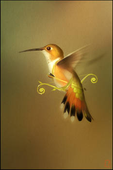 hummingbird