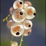 white currants
