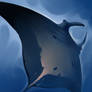 Manta ray