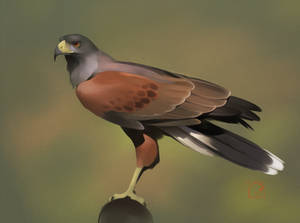 Harris Hawk