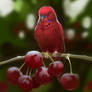 cherry parrot