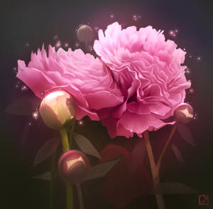 peonies