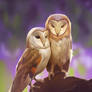 owl's love