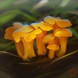 mushrooms