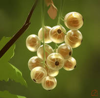 white currant