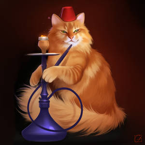 hookah cat