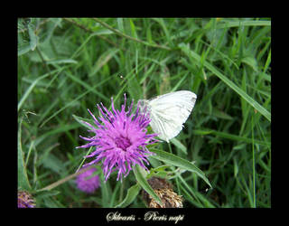 Pieris napi