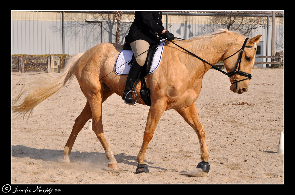 Dressage VII