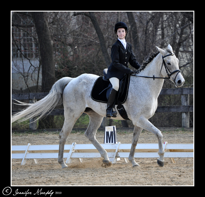 Dressage XV