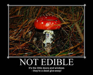 Mushroom - Not Edible