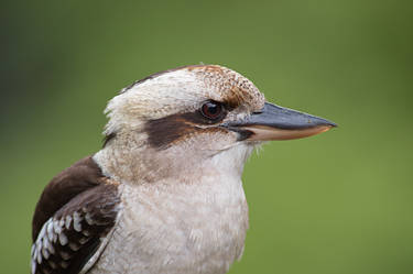 Kookaburra Profile