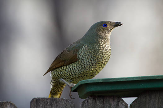 Female Bower bird