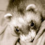 Chiupa my ferret