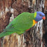 Close up Rainbow Lorikeet