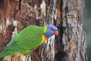 Close up Rainbow Lorikeet 2