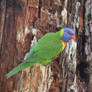 Rainbow Lorikeet