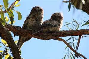 Young Tawny Frogmouths