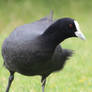 Eurasian Coot Close Up