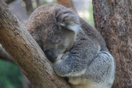 Sleeping Koala Close Up